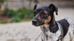 Ріана, Памела та інші зірки