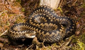 9-річна львів’янка потрапила до реанімації після укусу змії на Сколівщині