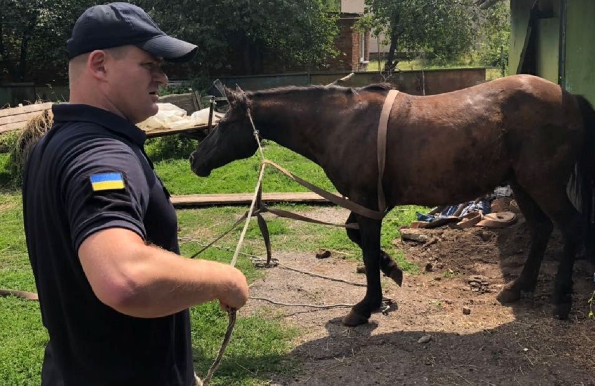 На Жовківщині врятували коня, який впав у підвал