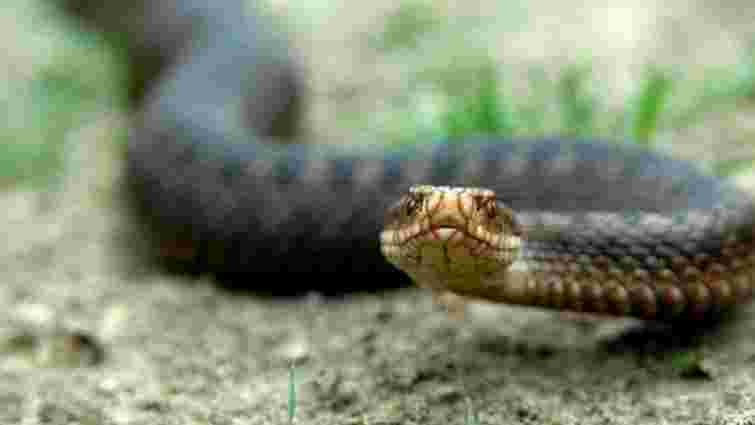 На Сколівщині 13-річна дитина потрапила до реанімації через укус змії