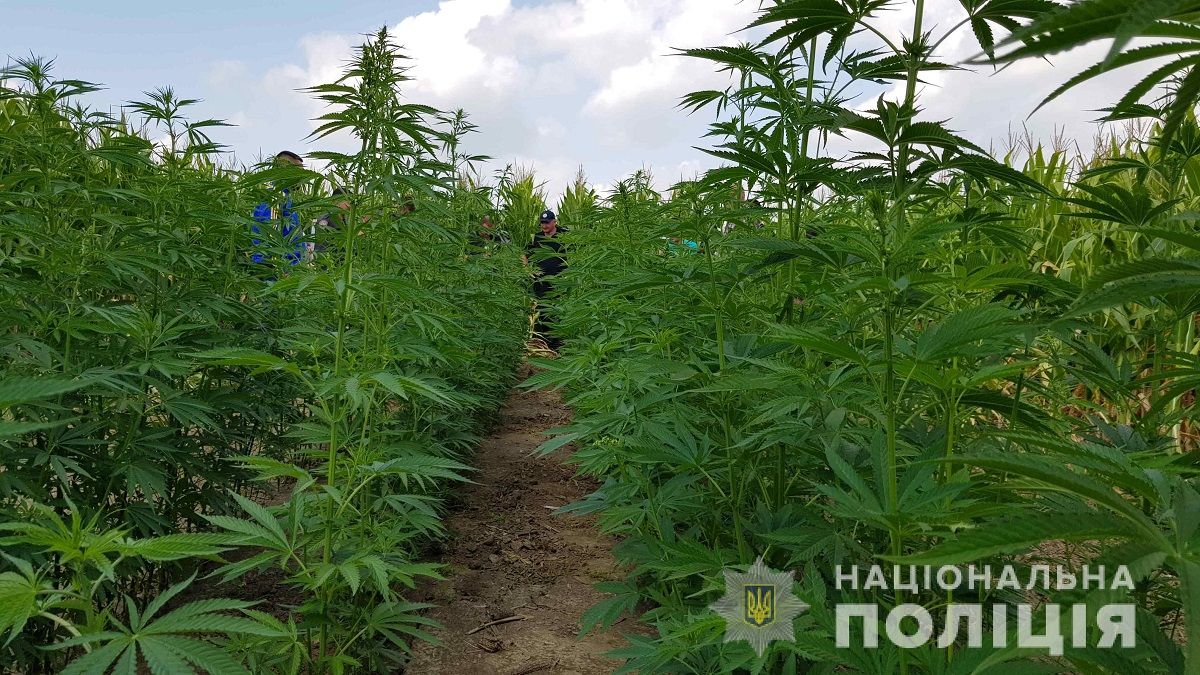 У Чернівецькій області поліція виявила плантацію конопель посеред кукурудзяного поля