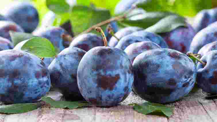 Слива цьогоріч стала найдешевшим фруктом в Україні