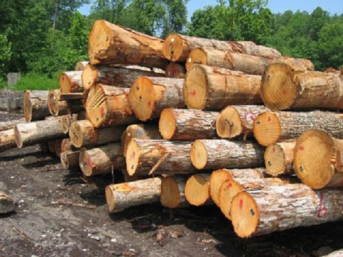 На Львівщині через службову недбалість засудили майстра військового лісопідприємства