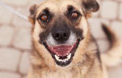 Впіймай свою Муху