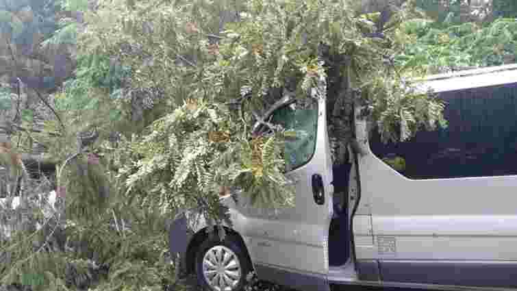 У Шегинях зламане дерево розбило мікроавтобус у черзі до кордону