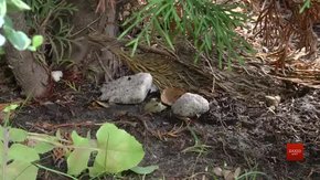 Львівській лікарці Наталії ван Доеверен підкинули на подвір'я невідому речовину