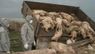 На Львівщині виявили масштабний спалах африканської чуми свиней