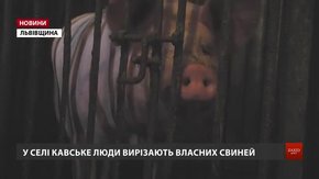Через африканську чуму на Львівщині знищать майже сто тисяч свиней