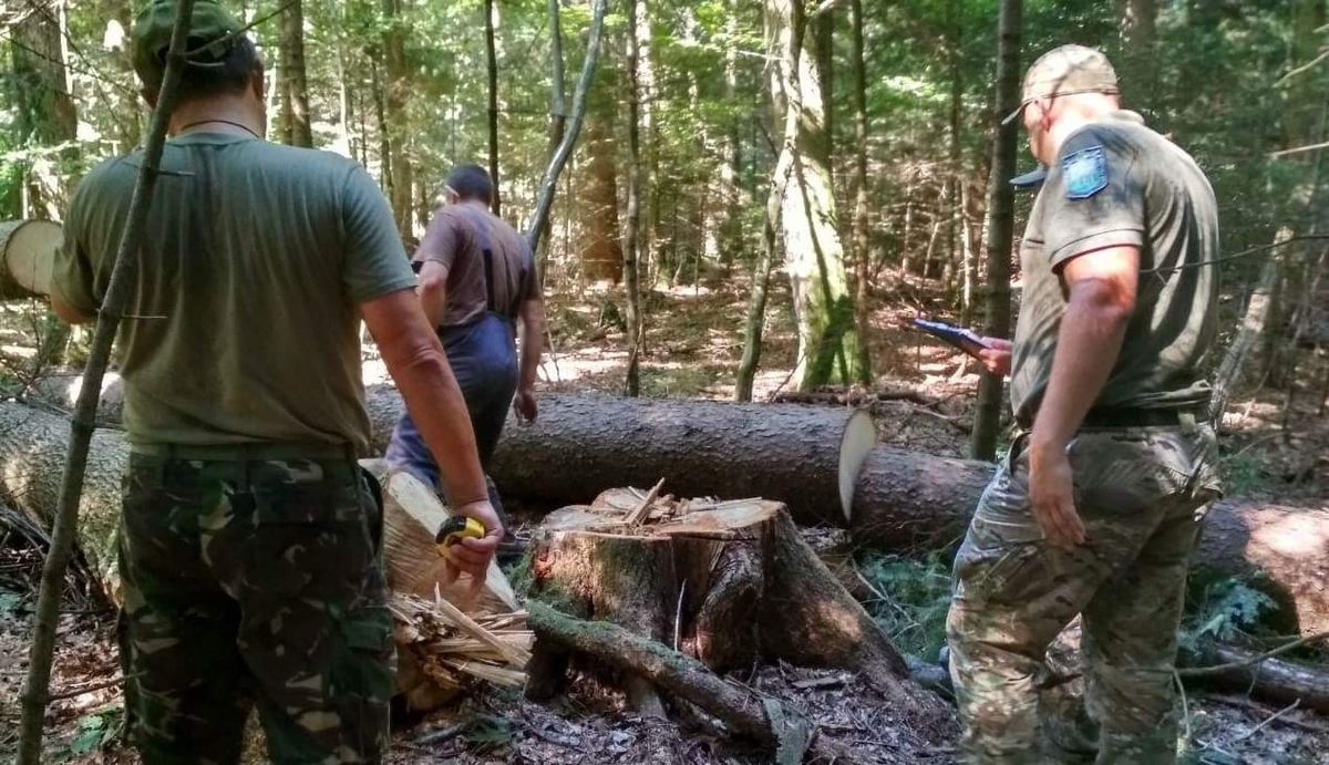 Працівників національного парку «Гуцульщина» спіймали на незаконній рубці лісу
