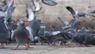 Львівські комунальники офіційно заборонили львів'янці годувати голубів на подвір'ї