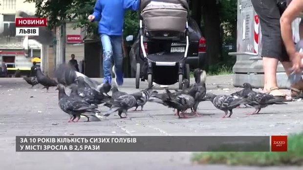 Львів’ян закликають не підгодовувати голубів через стрімке збільшення популяції цих птахів