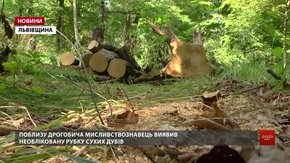 Працівник лісгоспу викрив чергову незаконну рубку поблизу Дрогобича
