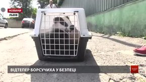 У Львові зоозахисники врятували з неволі борсука