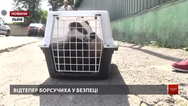 У Львові зоозахисники врятували з неволі борсука