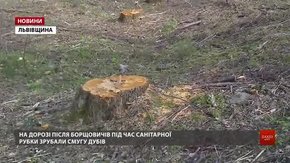 У лісах Львівщини перевірять законність вирубок