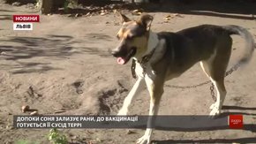На Левандівці від сказу вакцинують домашніх тварин