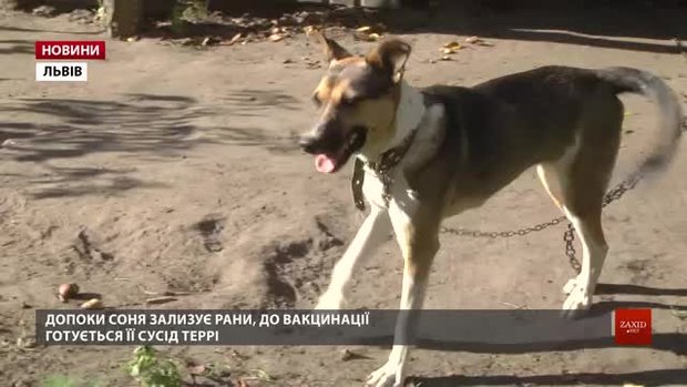 На Левандівці від сказу вакцинують домашніх тварин