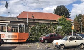 У центрі Львова на тротуар і дорогу впав сторічний ясен