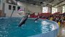 Трускавецький дельфінарій оштрафували на 246 тис. грн за нелегальну музику