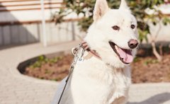 Забери своє Сонечко