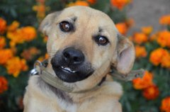 Лейс та інші собаки на будь-який смак