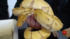 Українець намагався перевезти через кордон партію екзотичних тварин