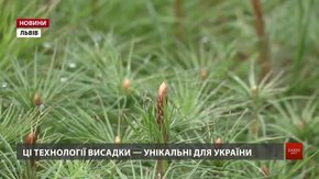 На Львівщині використовують технологію вирощування лісу, яка не має аналогів в Україні