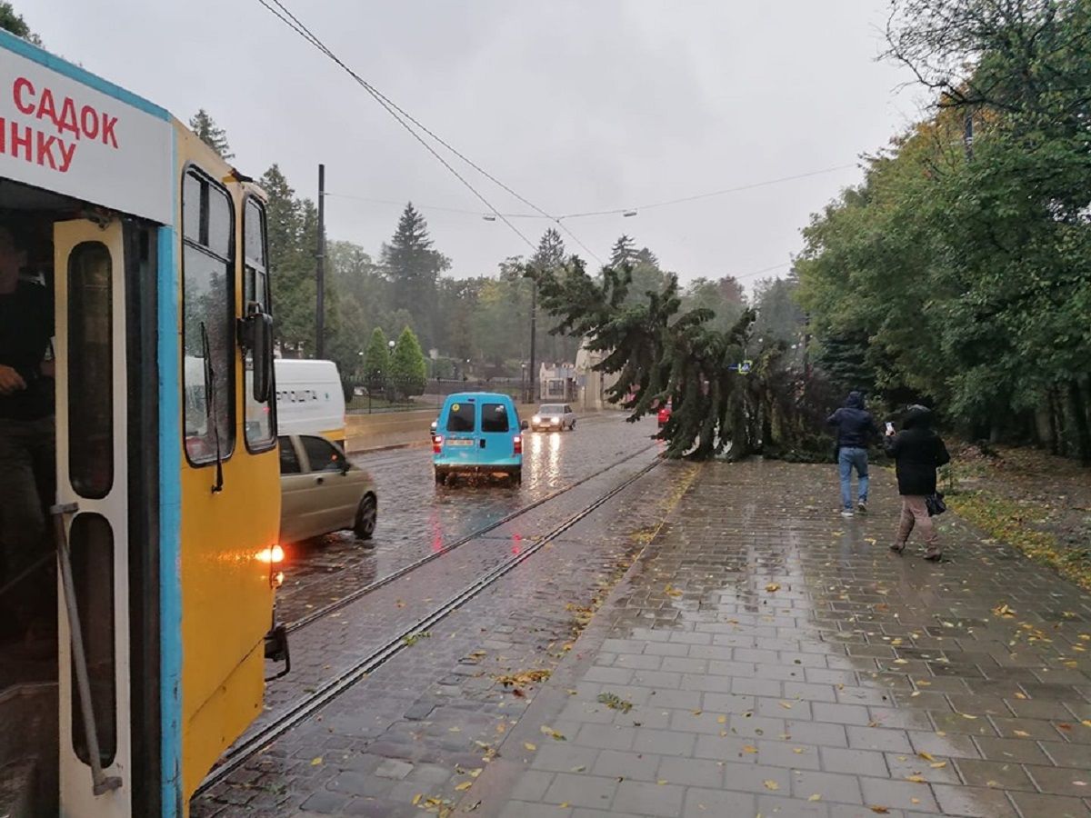 Через повалені негодою дерева на кількох вулицях Львова не курсує електротранспорт
