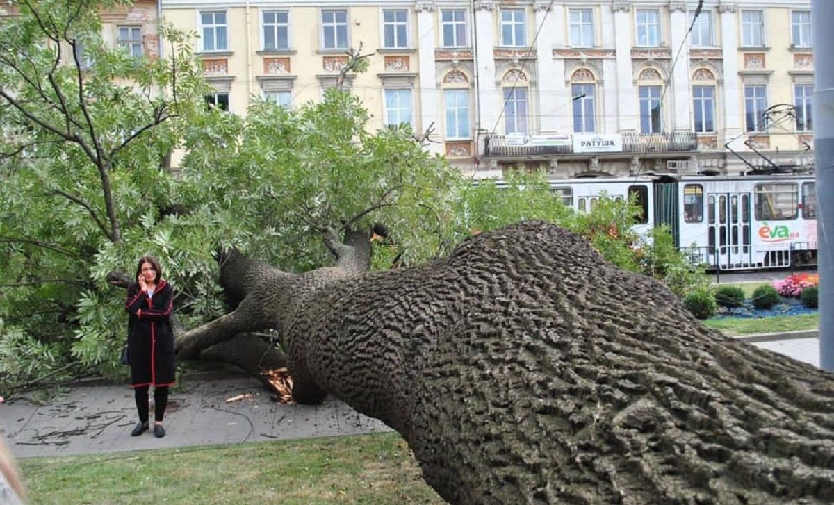 200-річний ясен, що впав у центрі Львова, стане експонатом природознавчого музею