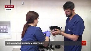У Львові домашніх собак безкоштовно чіпуватимуть з грудня