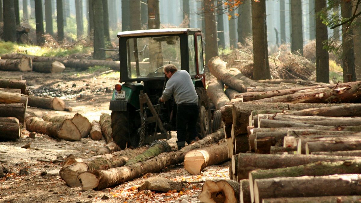 В Україні презентували інтерактивну карту лісових рубок 