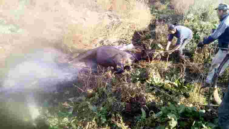 На Пустомитівщині врятували коня, який впав у вигрібну яму
