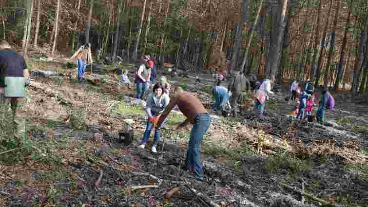 За один день у лісах Львівщини посадили понад 65 тисяч дерев
