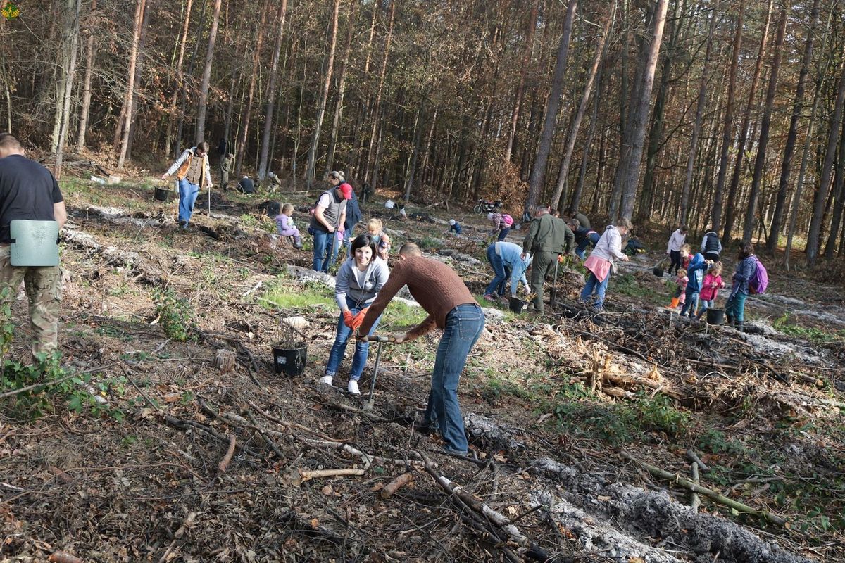 За один день у лісах Львівщини посадили понад 65 тисяч дерев
