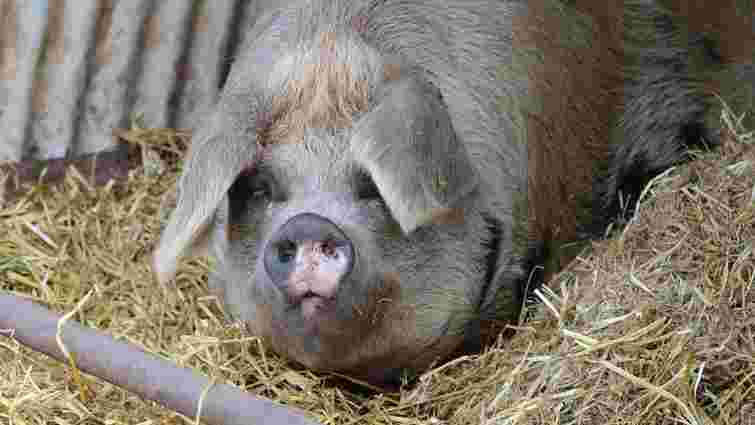 Чверть світового поголів'я свиней невдовзі може загинути від африканської чуми