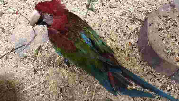 Правоохоронці знайшли папуг, яких невідомі викрали з Луцького зоопарку