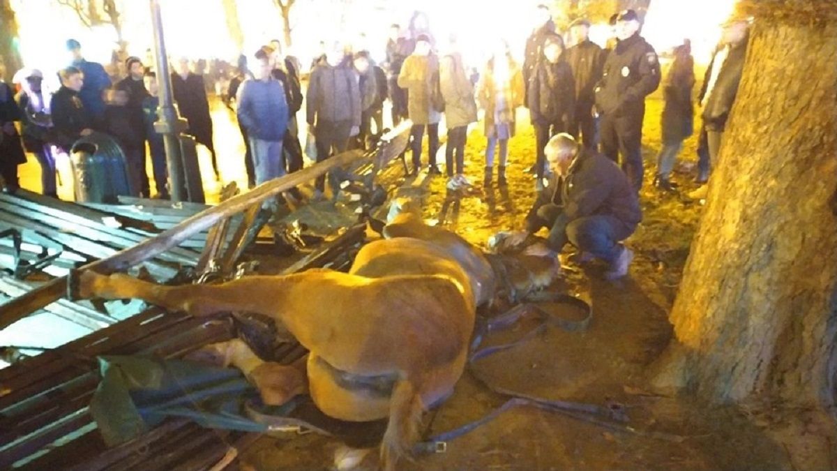 Ветеринари усипили 6-річну кобилу після нещасного випадку у центрі Львова