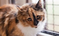 Кицюня  Красуня