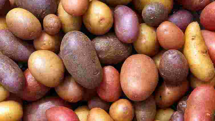 Україна імпортує картоплю. Що відбувається?