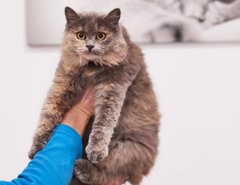 Лагідна Манюня та її пухнаста компанія 