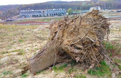 Комплекс Козловського