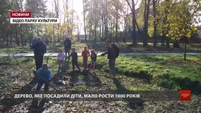 Із львівського Парку культури та відпочинку викрали рідкісне дерево