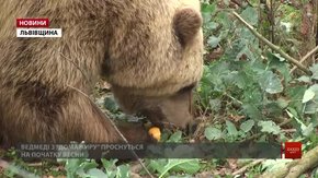 Ведмеді з притулку «Домажир» готуються до зимового сну