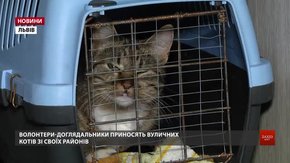 На ЛКП «Лев» впродовж п’яти днів безкоштовно стерилізуватимуть котів