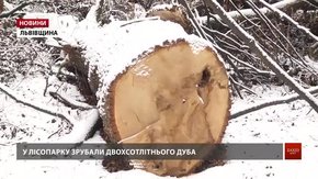 У міському парку Дрогобича вирубують 200-літні дуби
