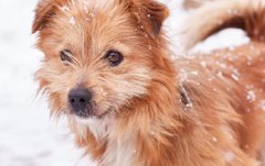 Зворушлива Люся та інші собаки мрії