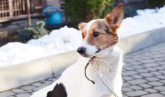 Геніальний Стів