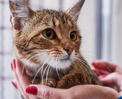 Муся, Соня та інші пухнастики