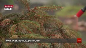 Хвойні дерева у львівському Парку культури стали червоними