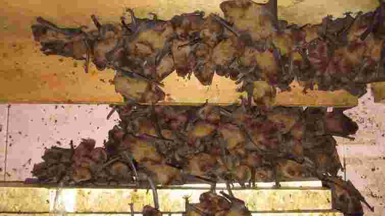 На балконі львівської квартири виявили рекордну кількість кажанів